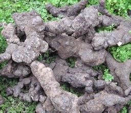 豬苓種植技術|豬苓栽培和預防病蟲害的方法 豬苓種植技術|豬苓栽培和預防病蟲害的方法