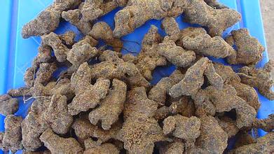 豬苓種植技術|豬苓栽培和預防病蟲害的方法 豬苓種植技術|豬苓栽培和預防病蟲害的方法