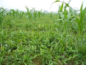 半夏的栽種方法和技巧|半夏的功效和價(jià)值|正確選擇半夏種苗的方法|種植半夏需要了解的知識(shí) 半夏的栽種方法和技巧|半夏的功效和價(jià)值|正確選擇半夏種苗的方法|種植半夏需要了解的知識(shí)