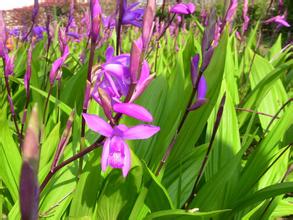 白芨|白芨種植方法|白芨的功效和藥用價值|白芨的種植|白芨文化|白芨的栽培|種植白芨如何預防病蟲害|白芨的用途 白芨|白芨種植方法|白芨的功效和藥用價值|白芨的種植|白芨文化|白芨的栽培|種植白芨如何預防病蟲害|白芨的用途