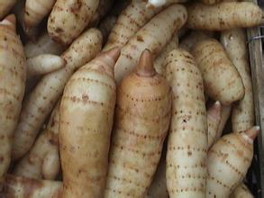 四川天麻種植技術|天麻種植需要注意哪些|天麻的功效與作用|天麻病蟲害的預防 四川天麻種植技術|天麻種植需要注意哪些|天麻的功效與作用|天麻病蟲害的預防