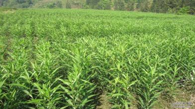 百合種植技術|栽種百合的方法|百合病蟲害有哪些|如何預防百合病蟲害|百合種植的田間管理| 百合種植技術|栽種百合的方法|百合病蟲害有哪些|如何預防百合病蟲害|百合種植的田間管理|