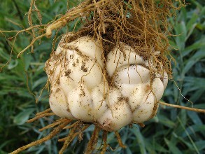 百合種植技術|栽種百合的方法|百合病蟲害有哪些|如何預防百合病蟲害|百合種植的田間管理| 百合種植技術|栽種百合的方法|百合病蟲害有哪些|如何預防百合病蟲害|百合種植的田間管理|