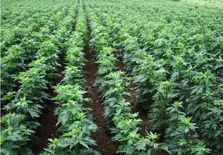 中藥材附子種植技術|附子栽培方法|對于附子病蟲害的預防方法有哪些|如何提高附子的產量