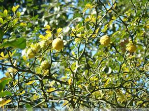 枳殼的栽培技術|枳殼病蟲害的預防|提高枳殼產量的方法