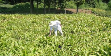 高效益種植白芨,帶你走上平凡致富之路 高效益種植白芨,帶你走上平凡致富之路
