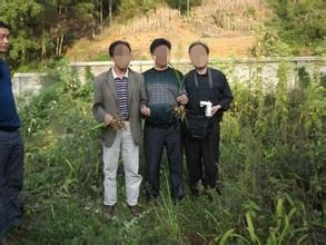 高效益種植白芨,帶你走上平凡致富之路 高效益種植白芨,帶你走上平凡致富之路